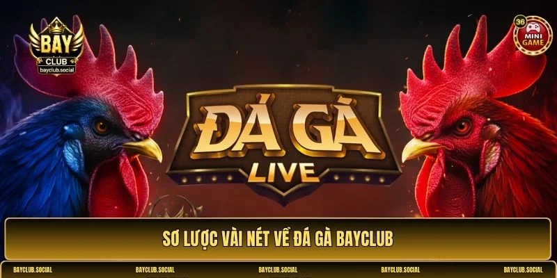Đá gà BAYCLUB
