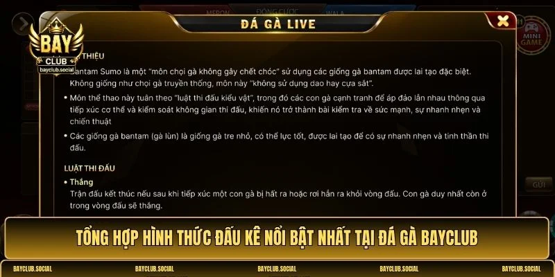 Đá gà BAYCLUB